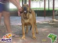 In Memorian - Fila Brasileiro Dourado - Canil Singular - Fisher
